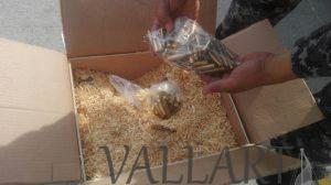 BINOMIO CANINO DE LA FISCALÍA GENERAL LOCALIZA Y ASEGURA TRES MIL CARTUCHOS DE DIVERSOS CALIBRES.