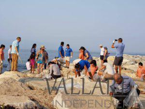 Participan hoteleros en la limpieza de playas