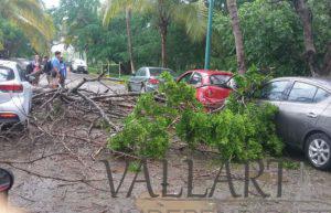 ‘Culebra de agua’ y árboles caídos deja lluvia en Nuevo Vallarta