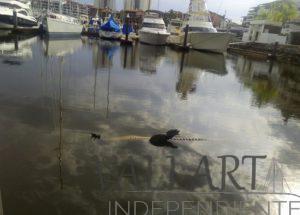 Aparece cocodrilo muerto en ‘El Salado’; tenía amarres y piedras ancladas