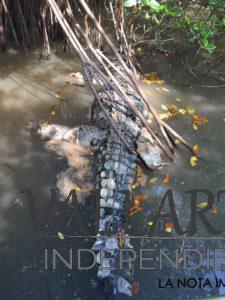 Aparece cocodrilo muerto en ‘El Salado’; tenía amarres y piedras ancladas