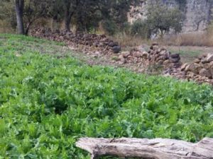 Aseguran y destruyen 100 mil plantas de amapola en el municipio de Bolaños