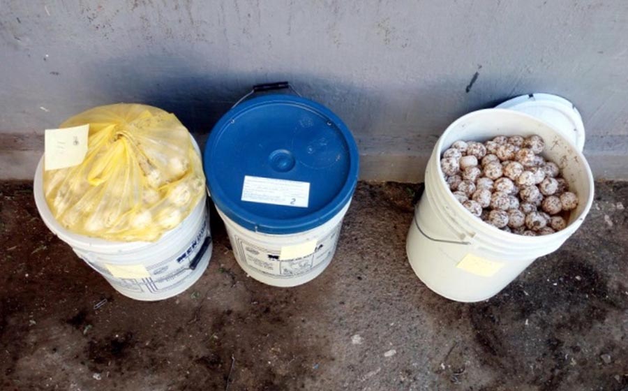 Aseguran agentes federales miles de huevos de tortuga marina