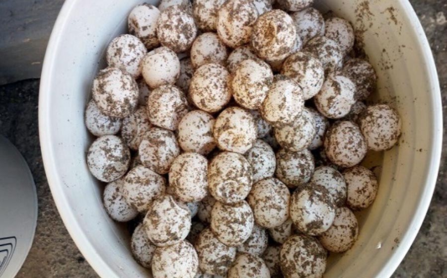 Aseguran agentes federales miles de huevos de tortuga marina