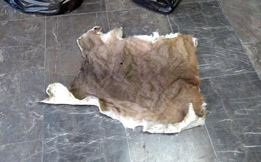 Aseguran agentes federales miles de huevos de tortuga marina