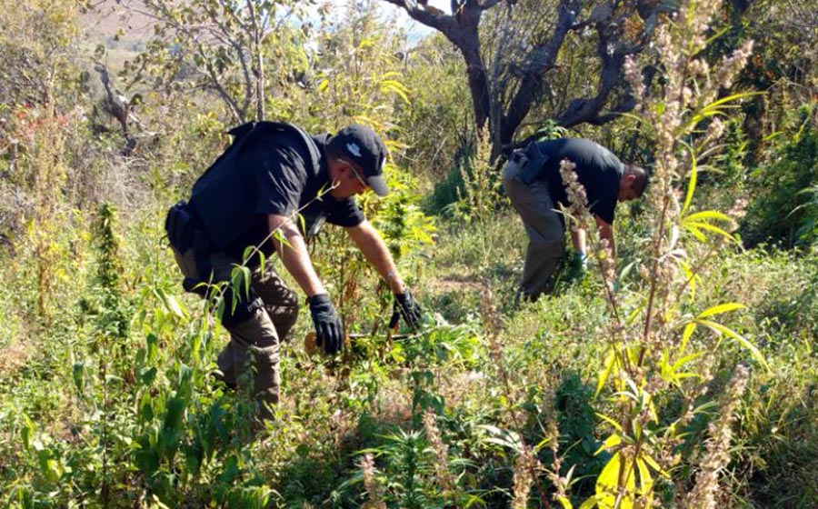 Destruye más de dos mil plantas de marihuana en Ciudad Guzmán