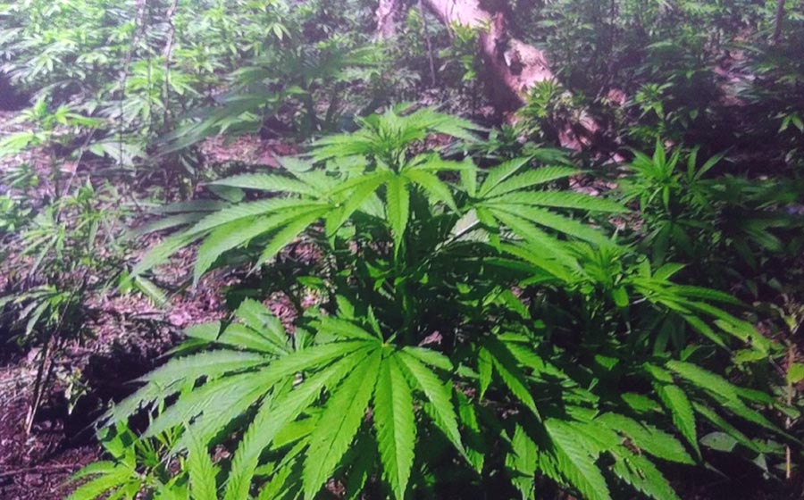 Destruye Sedena más de 122 mil plantas de marihuana 1 Destruye Sedena más de 122 mil plantas de marihuana