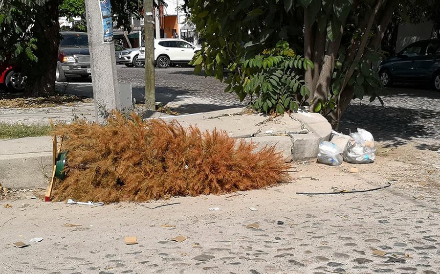 Ignora ciudadanía centros de acopio de pinos navideños