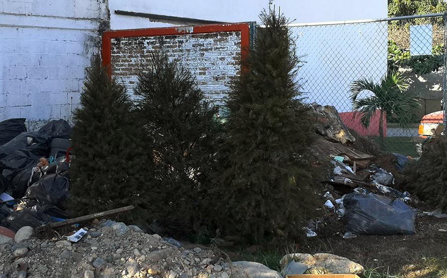 Ignora ciudadanía centros de acopio de pinos navideños