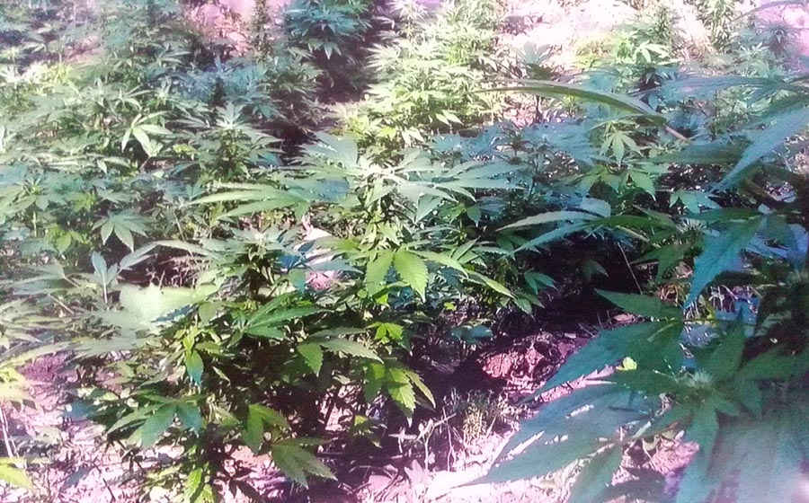 Destruyen otros plantíos de marihuana, ahora en Bolaños