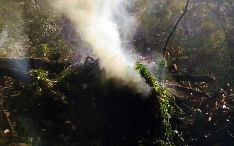 Destruyen otros plantíos de marihuana, ahora en Bolaños