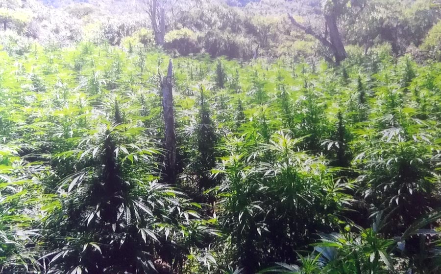 Destruye FUR más de 46 mil plantas de marihuana