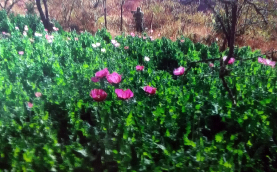 Hallan más de dos millones de plantas de amapola y marihuana en Jalisco