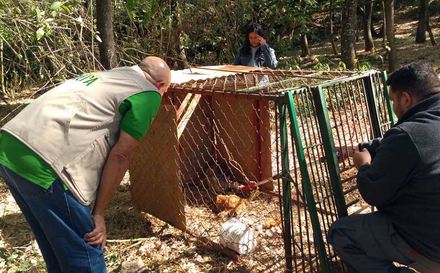Libera Profepa animales rescatados e incautados en Jalisco