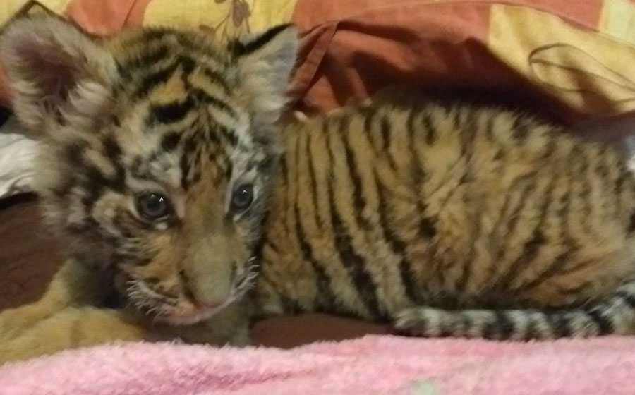Aseguran cachorro de tigre en Nayarit; lo tenían en una casa