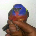 Profepa asegura 172 ‘pasajeros’ en un camión con destino a Guadalajara