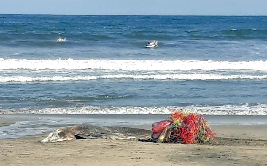 Localizan delfín muerto en Sayulita; quedó atrapado en una red