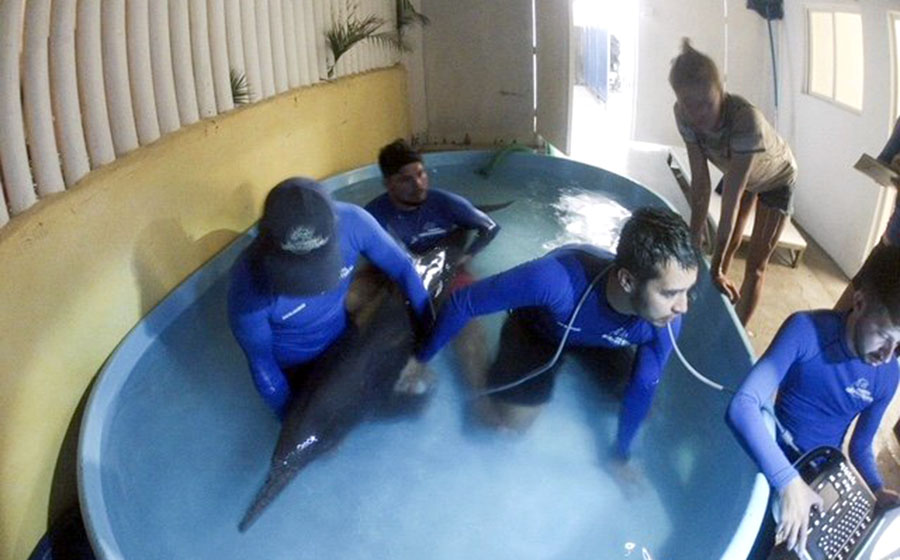 Delfín muere luego de quedar varado y ser rescatado en playas de Nuevo Vallarta