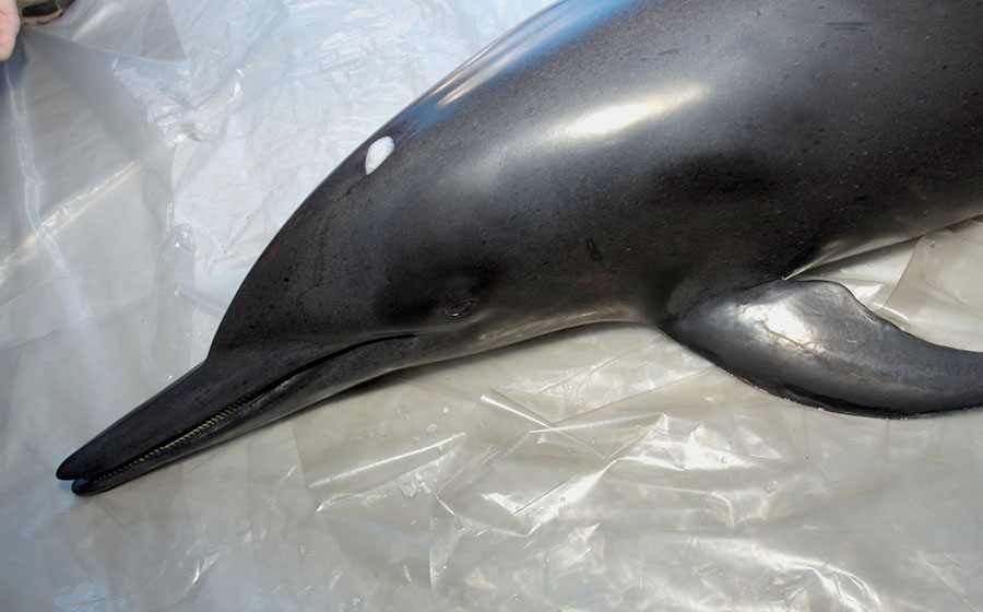 Delfín muere luego de quedar varado y ser rescatado en playas de Nuevo Vallarta