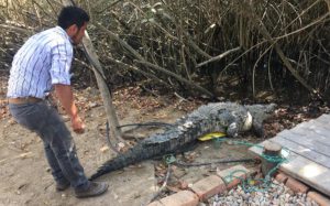 En 18 años se han registrado 40 ataques de cocodrilos