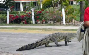 En 18 años se han registrado 40 ataques de cocodrilos