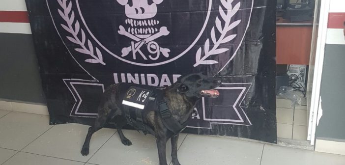 BINOMIO CANINO DE LA FISCALÍA GENERAL LOCALIZA Y ASEGURA TRES MIL CARTUCHOS DE DIVERSOS CALIBRES.