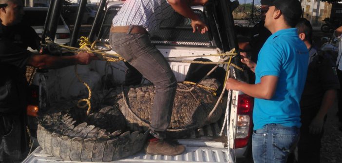 CAPTURAN COCODRILO DE 4 METROS POR LA UNIVA.