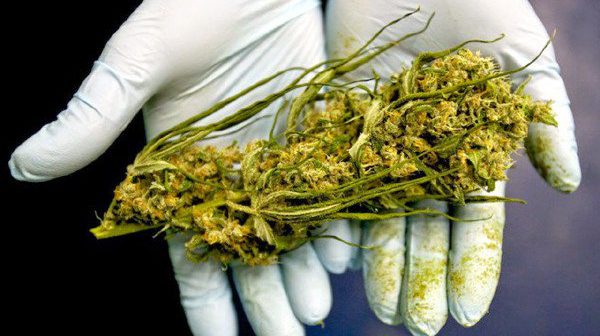 Comienzan la comercialización de la marihuana medicinal