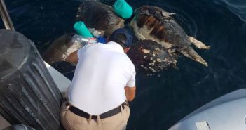 Liberan a tortugas atrapadas en ‘chinchorros’
