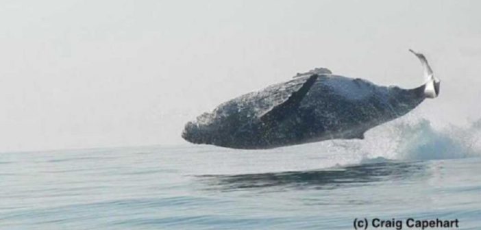 ¡Sorprendente! Ballena 'vuela' en costas de Sudáfrica