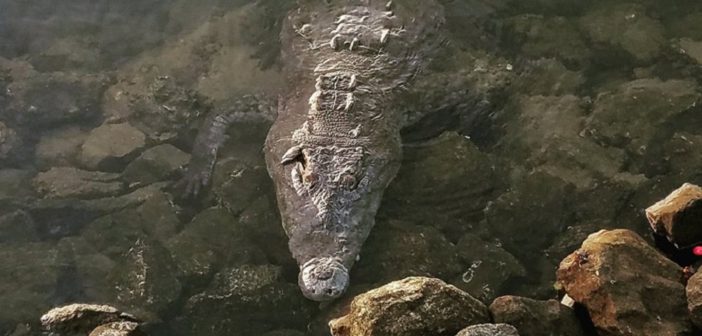 A pesar de amenaza, turistas se acercan a cocodrilos en Marina Vallarta
