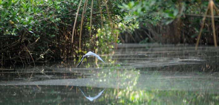 Aristóteles Sandoval ni se acercó al estero 'El Salado'