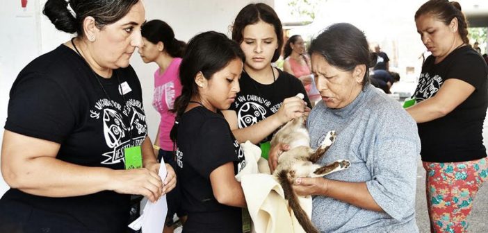 Esterilizan a cientos de perros y gatos en campaña gratuita