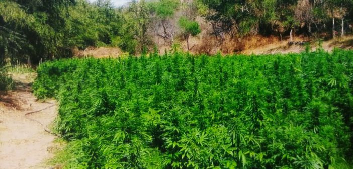Hallan parcela con casi 100 mil plantas de marihuana