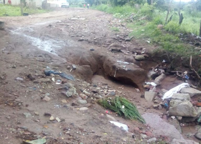 Baches ‘invaden’ las calles y camimos de la ciudad