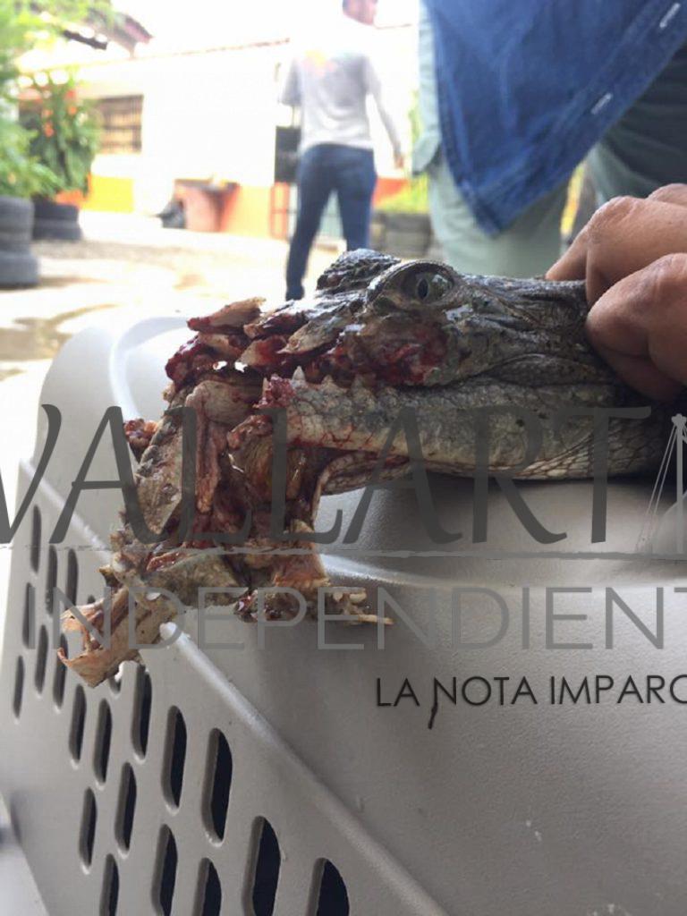 Muere cría de cocodrilo (actualización)