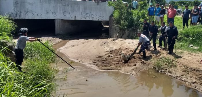 Atrapan a cocodrilo; descansaba en el río frente a la UMA