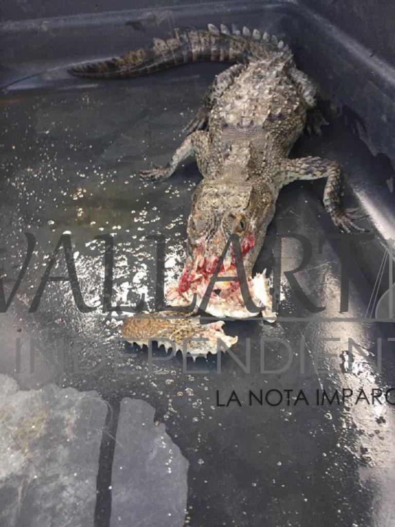 Muere cría de cocodrilo (actualización)