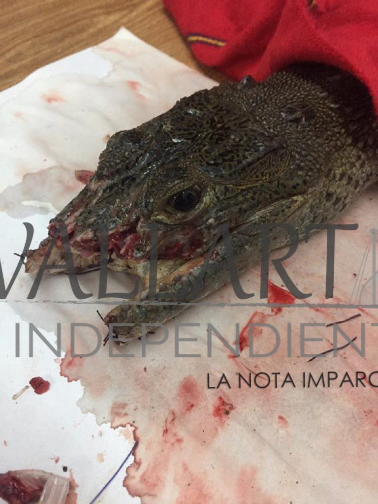 Muere cría de cocodrilo (actualización)