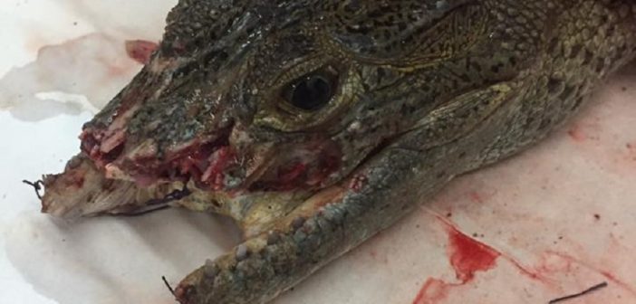 Muere cría de cocodrilo (actualización)