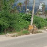Desbordamiento del Arroyo de la Virgen causa daños a estructura urbana