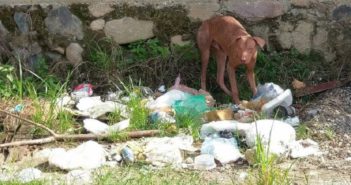 'Pepenadores' causan problemas en el Magisterio