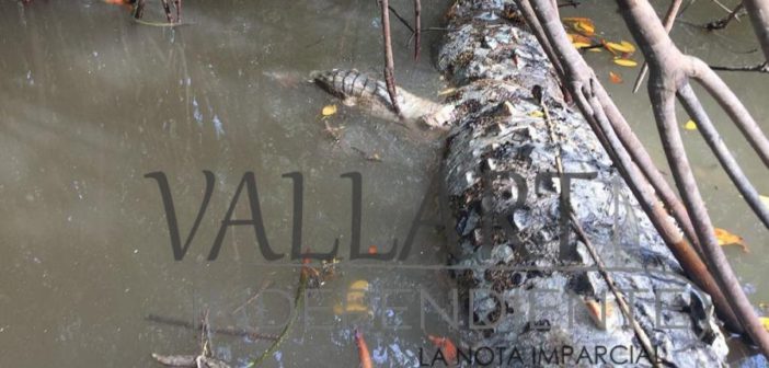 Aparece cocodrilo muerto en ‘El Salado’; tenía amarres y piedras ancladas