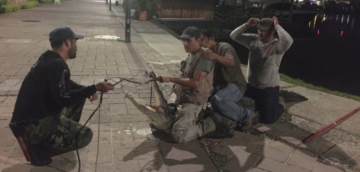 Cocodrilo flotando en Marina es el mismo que el de hallado en ‘El Salado’: Ecología