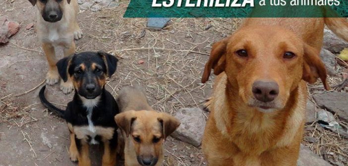 Continúan las esterilizaciones con ‘Peace Animals’