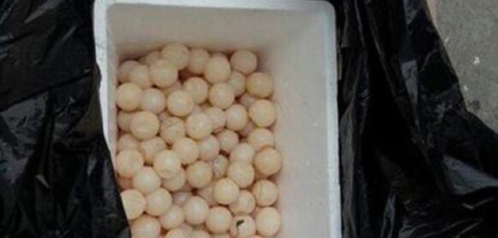 Aseguran 842 huevos de tortuga marina en Nayarit