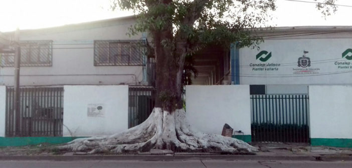 Árbol impide paso de peatones en la avenida Francisco Villa