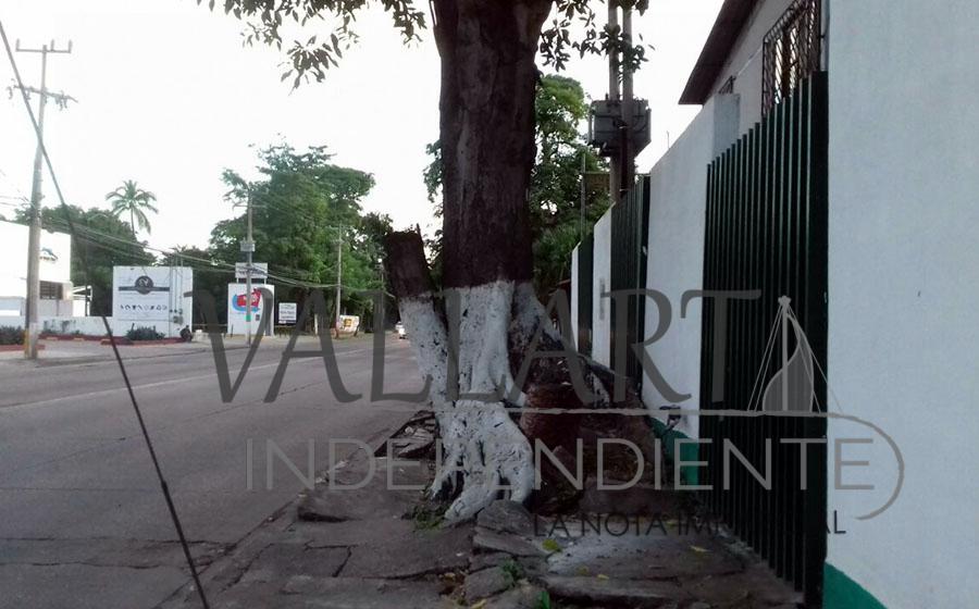 Árbol impide paso de peatones en la avenida Francisco Villa