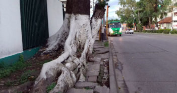 Árbol en Francisco Villa no será cortado, asegura Ecología