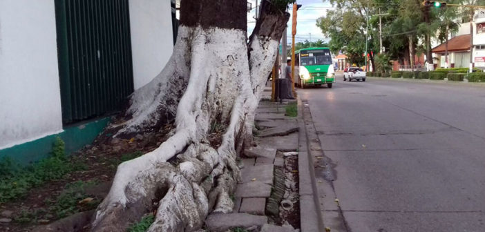 Urge rehabilitar banqueta en Francisco Villa